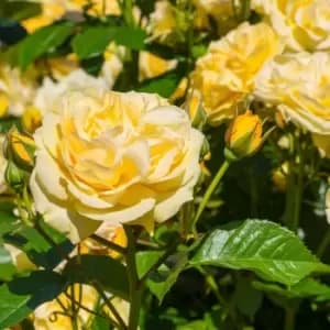 YouGarden Rose 'Sweet Memories'