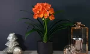 Tropical Clivia Miniata Plant