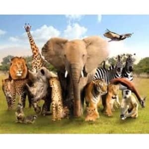 Wild World Mini Poster