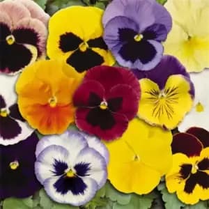 YouGarden Pansy Matrix Mixed Garden Ready - Multi