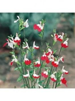 Hardy Salvia 'Hot Lips' 3 X 9Cm