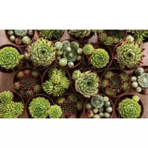 Thompson & Morgan Thompson and Morgan Sempervivum Mixed 5.5cm Pot Pot x 3