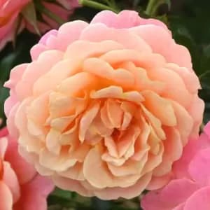 Yougarden Climbing Rose Peach Melba Bare Root