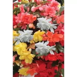Pack of 12 Begonia Super Cascade Mix Plugs