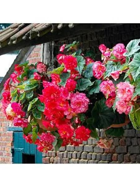 YouGarden Belgian Trailing Giant Begonia - 10 tubers - Size 10 tubers