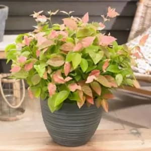 Thompson & Morgan Blueberry (Vaccinium) Flamingo 9cm Pot x 1