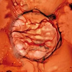 Bastet by LCC Vinyl Album