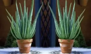 Aloe Vera Plant, Three, Green