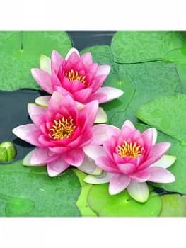 Water Lily Planting Kit Pink
