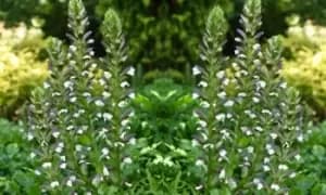 Acanthus Mollis Plant, One, White