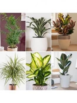 Foliage Houseplant Mix 6 X 12Cm