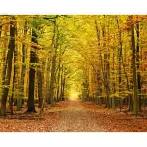 Autumn Forest Orange Wall Mural - 3.5m x 2.8m