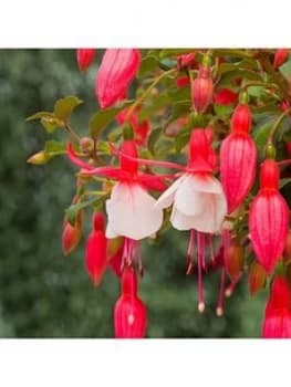 You Garden Fuchsia 'Alice Hoffman' 2L