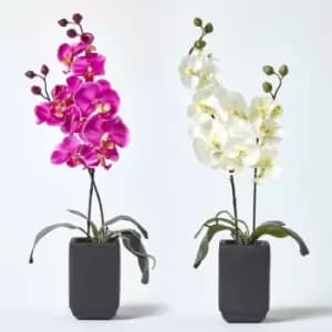 HOMESCAPES Set of 2 Cream & Pink Artificial Orchids in Black Ceramic Pots, 55 cm
