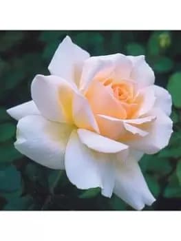 'Chandos Beauty' 3L Potted Rose Plant