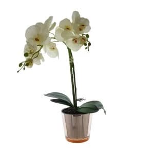 The Flower Patch Cream Orchid in Glass Pot 52cm