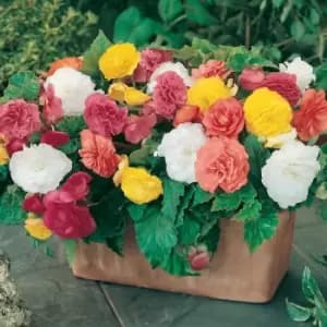 Yougarden Begonia Non Stop x 10 Tubers