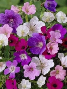 Handy Geranium Mixed X 5 Bare Roots