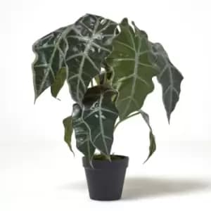 Homescapes - Amazonica Elephant Ear Plant in Pot, 50cm Tall - Green