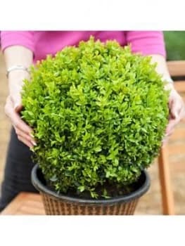 Pair Of Box Balls 30C To 35M Diameter 5L Pot