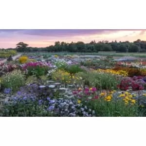 Thompson & Morgan Thompson and Morgan Nurserymans Choice Perennial Cottage Garden Collection x 12