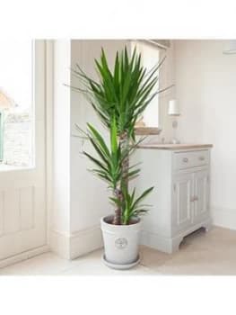 Yucca 3 Stem 90/45/20Cm In 24Cm Pot 1.3M Tall