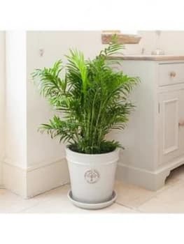 Areca Palm 24Cm Pot 120 Tall
