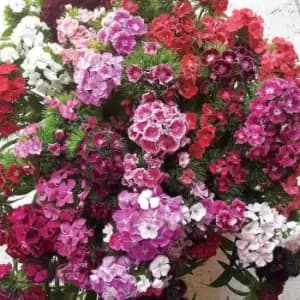 You Garden YouGarden Sweet William Vesuvio Garden Ready Plants
