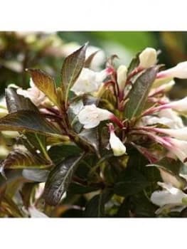 Weigela 'Black And White' 3L