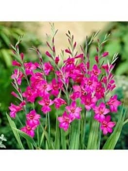 Gladiolus Byzantinus X 50 Bulbs