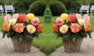 Begonia Collection: 40 Bulbs (8 of each variety)