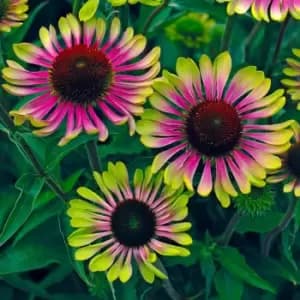 Yougarden Echinacea Green Twister x 3 Plants in 9cm Pots