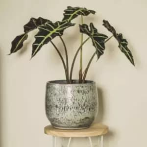YouGarden Alocasia Polly In 17Cm Grow Pot