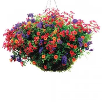 Bayer Phostrogen All-Purpose Plant Food - 800g