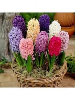 Mixed Garden Hyacinths X 12 Bulbs