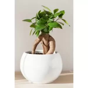 Ficus Microcarpa Ginseng Plant