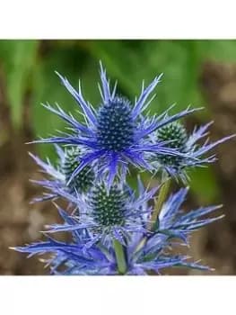 Eryngium 'Blue Hobbit' (3 X 9Cm Pots)