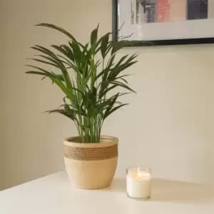 YouGarden Areca palm 14cm pot 50-60cm tall - Brown