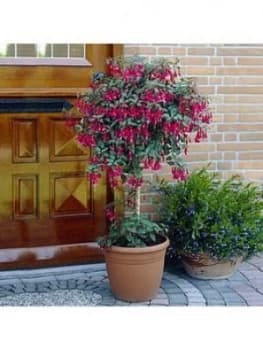 Standard Fuchsia Tree 3L Potted Plant