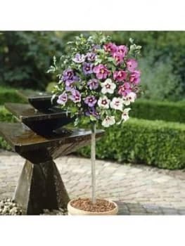 Hibiscus Tricolour Standard 1M In Bud