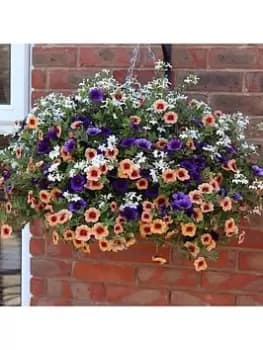 Fruit Salad Bedding Mix (12 Plug Plants)