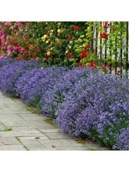 English Lavendar 'Munstead' X 12 Plug Plants