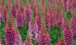 Foxglove Candy Mountain, 5 Plants