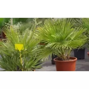 Thompson & Morgan Thompson and Morgan Chamaerops humilis - 19cm x 1 plant