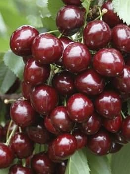 Sweet Cherry Stella Tree, 1.4M Bare Root