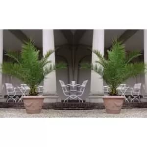 Thompson & Morgan Thompson and Morgan Canary Island Date Palm 1.5 litre pot - 2 plants(Phoenix Palm)