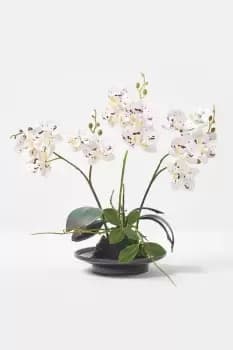 White Orchid 38cm Phalaenopsis in Ceramic Pot