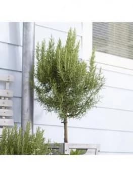 Pair Of Standard Rosemary 70-80Cm Tall With Pinecone Planters