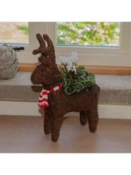 Sisal Standing Reindeer & Flowering Cylamen 10.5Cm Pot