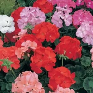 Yougarden Geranium Cabaret Mix X 20 Garden Ready Plants
